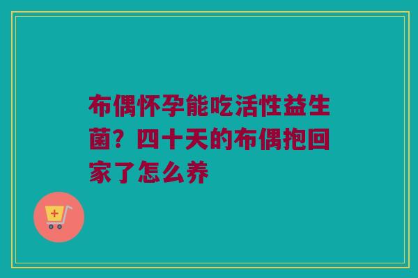 布偶怀孕能吃活性益生菌？四十天的布偶抱回家了怎么养