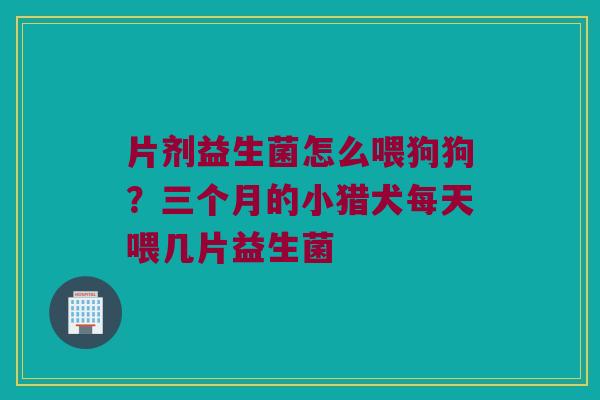 片剂益生菌怎么喂狗狗？三个月的小猎犬每天喂几片益生菌