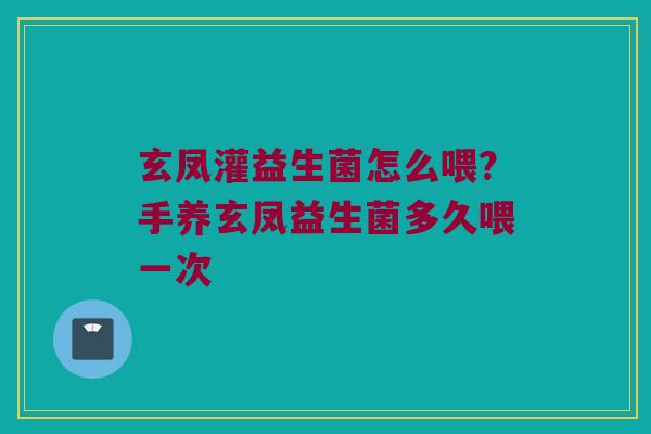 玄凤灌益生菌怎么喂？手养玄凤益生菌多久喂一次