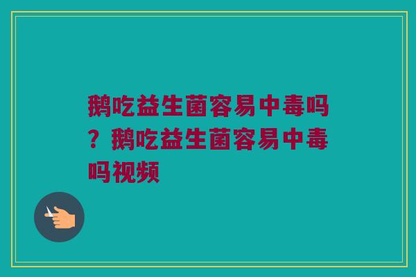 鹅吃益生菌容易中毒吗?鹅吃益生菌容易中毒吗视频 鹅吃益生菌容易中毒吗?鹅吃益生菌容易中毒吗视频