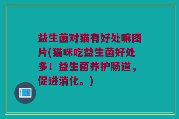 益生菌对猫有好处嘛图片(猫咪吃益生菌好处多!益生菌养护肠道,促进消化。) 益生菌对猫有好处嘛图片(猫咪吃益生菌好处多!益生菌养护肠道,促进消化。)