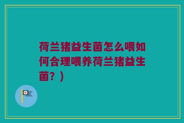 荷兰猪益生菌怎么喂如何合理喂养荷兰猪益生菌？)