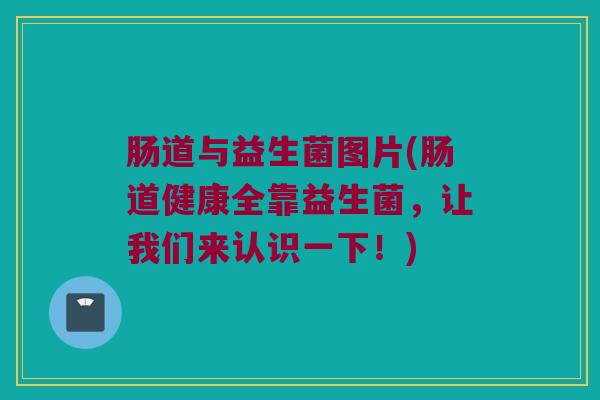 肠道与益生菌图片(肠道健康全靠益生菌，让我们来认识一下！)