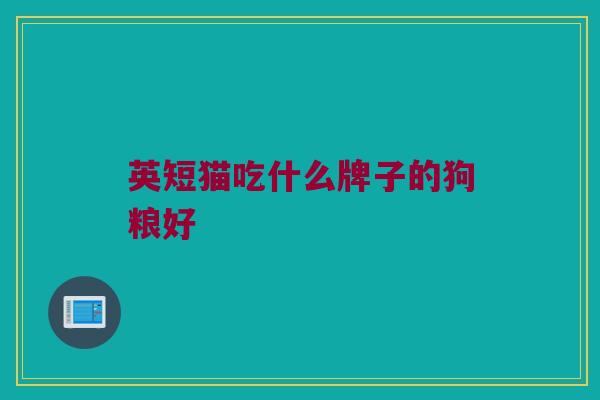 英短猫吃什么牌子的狗粮好